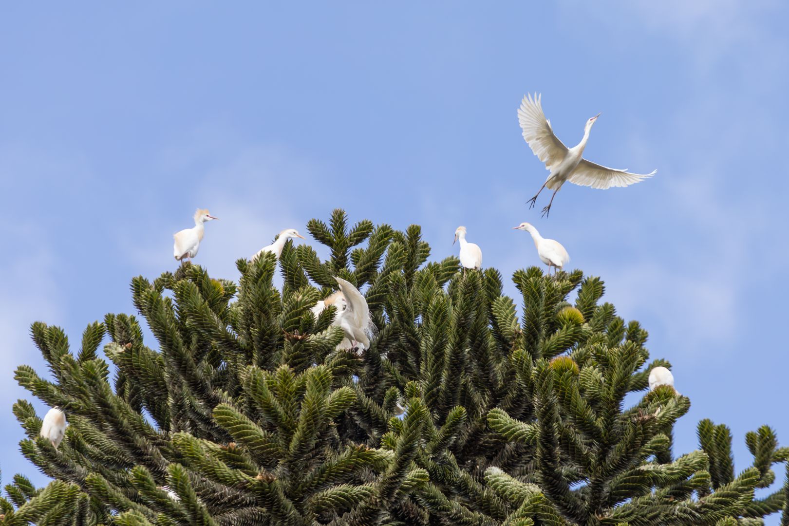 YASAI VEGAN SUSHI TIENDA TEST